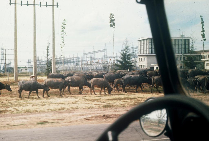 Một đàn trâu trên xa lộ Biên Hòa. Ảnh: Gary Mathews.