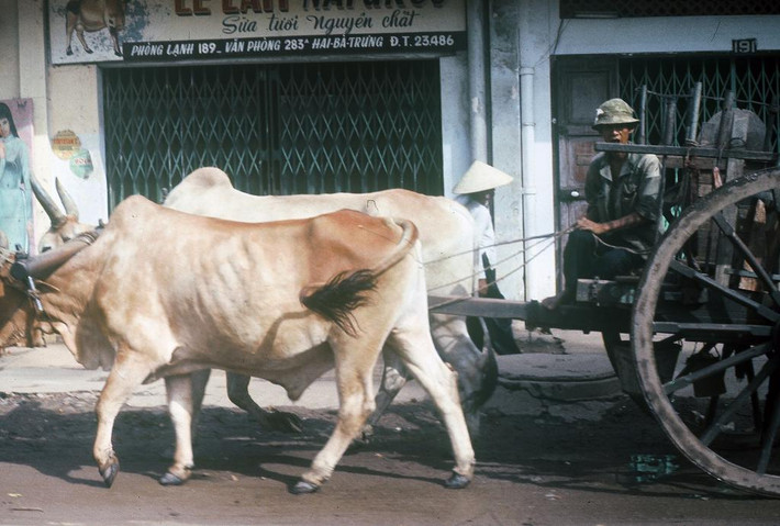 Xe bò kéo trên đường Hai Bà Trưng. Ảnh: Gary Mathews.