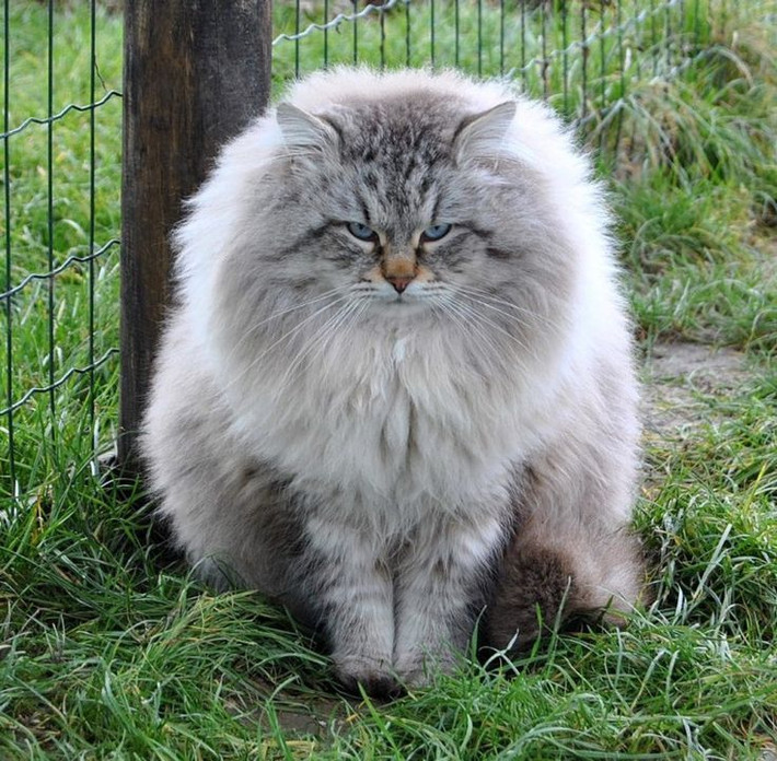 6. Mèo Siberian. Trọng lượng trung bình: 4,5-9 kg. Chiều cao trung bình: 23-28 cm.