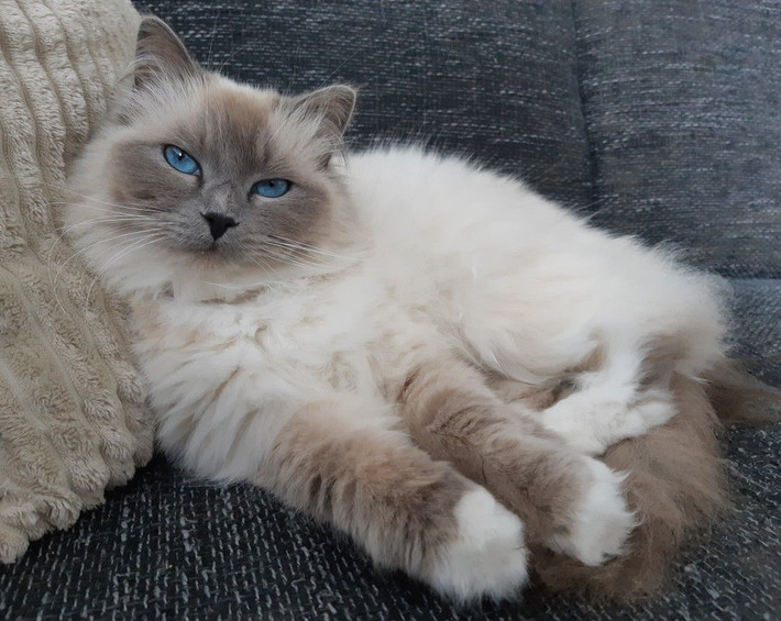 4. Mèo Ragdoll. Trọng lượng trung bình: 4,5-9 kg. Chiều cao trung bình: 23-28 cm.