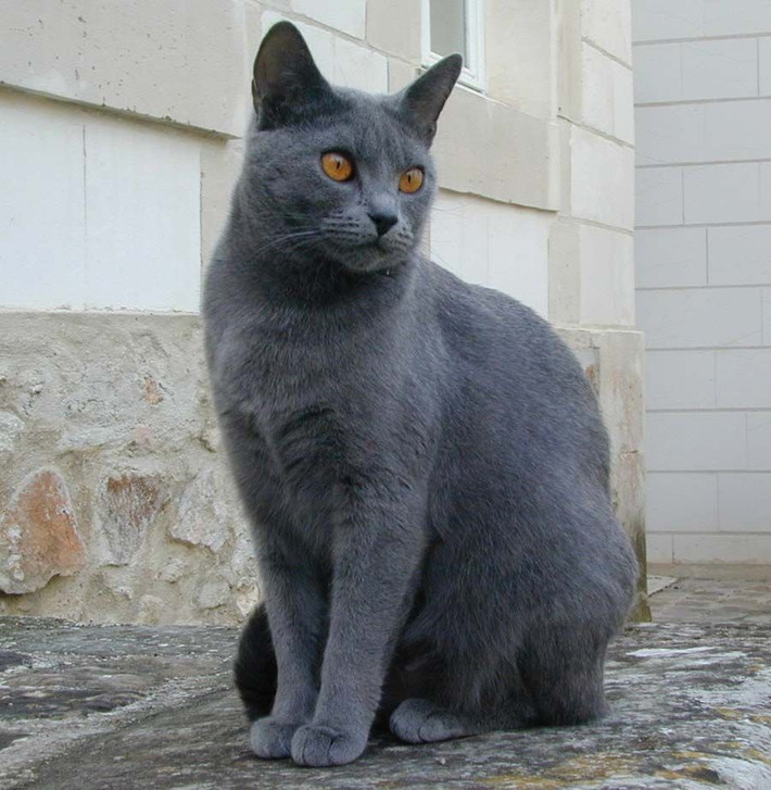 9. Mèo Chartreux. Trọng lượng trung bình: 3-7,5 kg. Chiều cao trung bình: 23-28 cm.