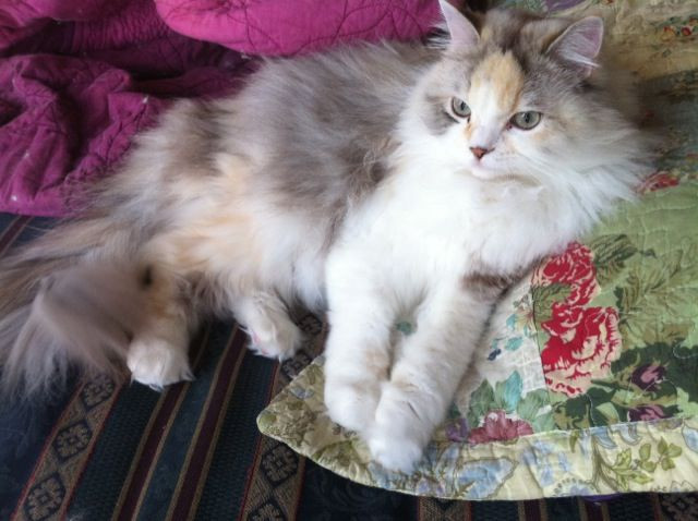 5. Mèo Ragamuffin. Trọng lượng trung bình: 4,5-9 kg. Chiều cao trung bình: 22-25 cm.