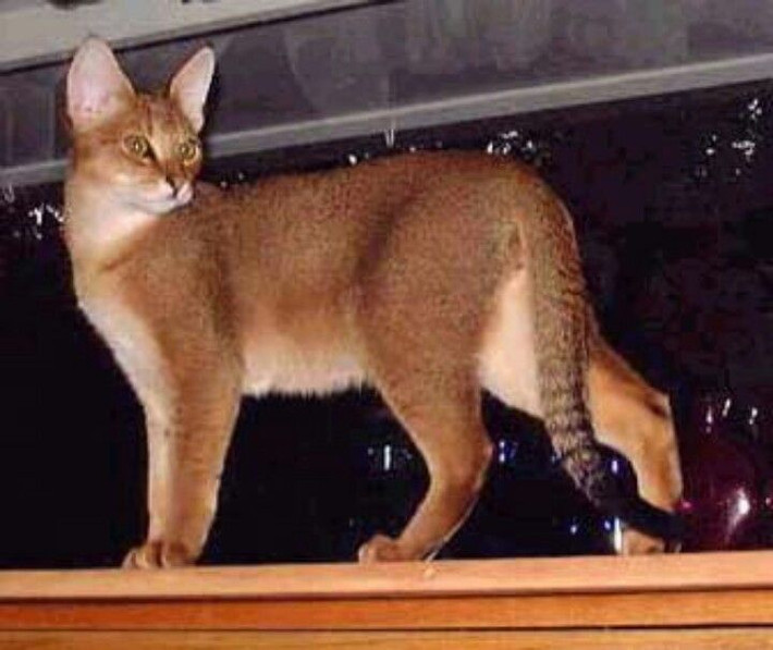 8. Mèo Chausie. Trọng lượng trung bình: 4-7 kg. Chiều cao trung bình: 35-45 cm.
