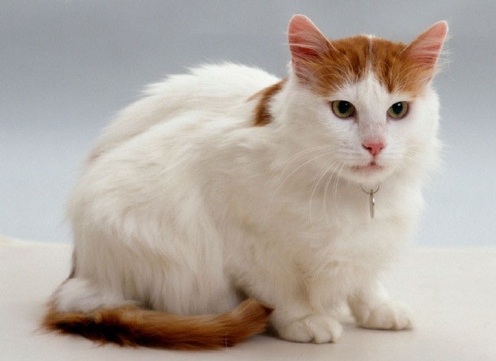 7. Mèo Turkish Van. Trọng lượng trung bình: 4-9 kg. Chiều cao trung bình: 23-28 cm.