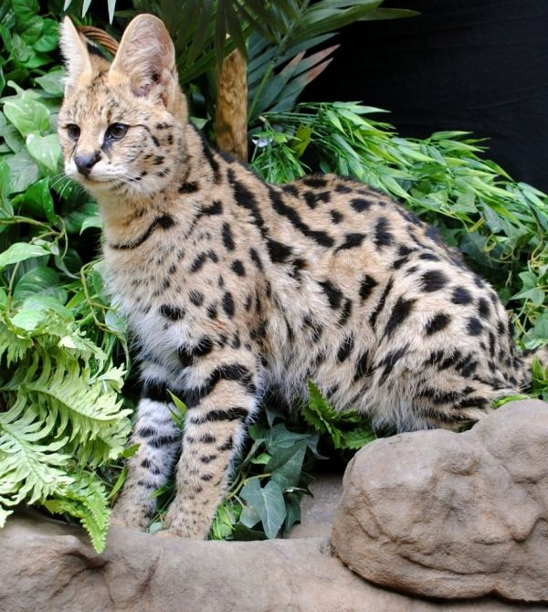 2. Mèo Savannah. Trọng lượng trung bình: 5-11 kg. Chiều cao trung bình: 28-43 cm.