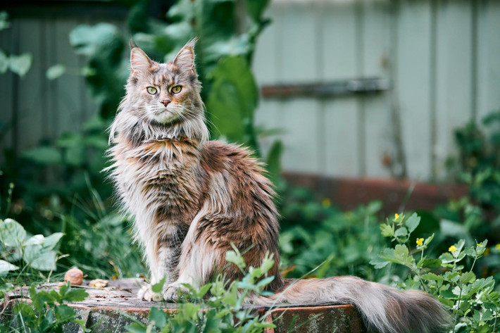 1. Mèo Maine coon. Trọng lượng trung bình: 5-11 kg. Chiều cao trung bình: 25-41 cm.