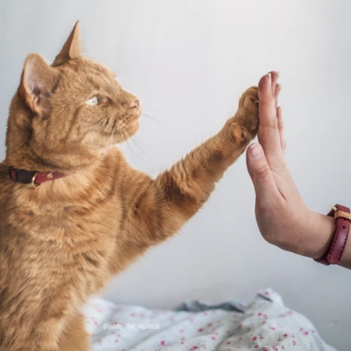Im ỉm như mèo ăn vụng: Phê phán kẻ cố tình che giấu tội lỗi bằng cách im lặng hoặc những kẻ hễ thấy lợi là giấu giếm hưởng một mình.