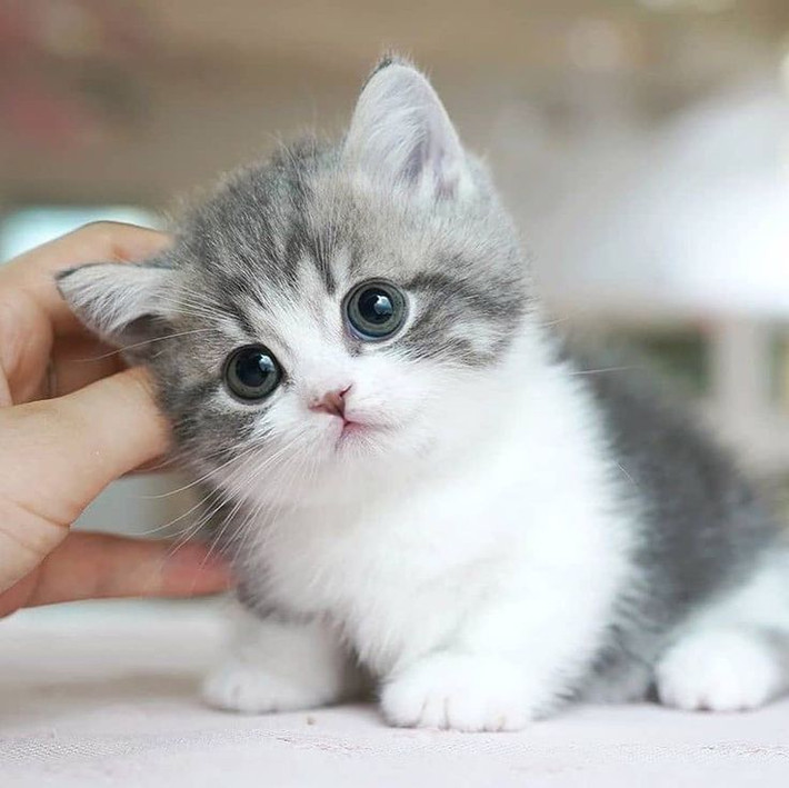 Mèo mả gà đồng: Chỉ hạng người vô lại, trai trộm cướp, gái lăng loàn khiến ai cũng khinh ghét.