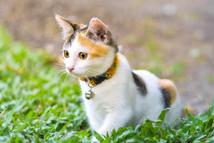 Mèo tam thể là con mèo có bộ lông cơ bản mang ba màu tại các vùng riêng biệt, thông thường là các màu vàng/nâu vàng/đỏ, đen/nâu đen và trắng. Trong tiếng Anh, chúng được gọi là mèo "calico".