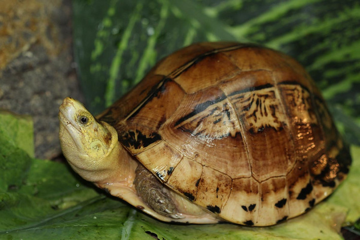 Rùa hộp trán vàng miền Nam (Cuora picturata). Họ: Rùa đầm (Geoemydidae). Kích thước: Dài 28 cm. Khu vực phân bố: Vùng núi Nam Bộ. Tình trạng: Cực kỳ nguy cấp (Sách Đỏ IUCN). Ảnh: Turtle Sanctuary Conservation Center.