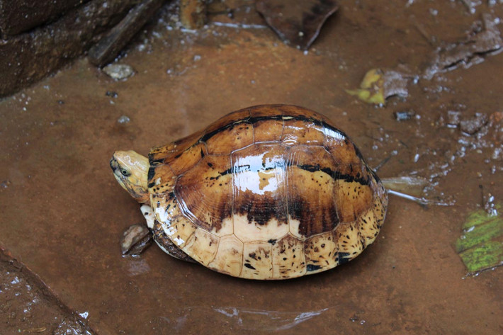 Rùa hộp trán vàng miền Trung (Cuora bourreti). Họ: Rùa đầm (Geoemydidae). Kích thước: Dài 28 cm. Khu vực phân bố: Nghệ An, Hà Tĩnh, Quảng Bình, Thừa Thiên Huế, Đà Nẵng, Quảng Nam và Kon Tum. Tình trạng: Cực kỳ nguy cấp (Sách Đỏ IUCN). Ảnh: Turtle Sanctuary Conservation Center.