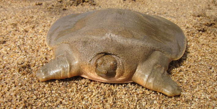 Giải, hay rùa mai mềm khồng lồ châu Á (Pelochelys cantorii). Họ: Ba ba (Trionychidae). Kích thước: Dài 70-100 cm. Khu vực phân bố: Lai Châu, Hà Tây, Thanh Hóa, Nghệ An, Hà Tĩnh, Khánh Hòa. Tình trạng: Cực kỳ nguy cấp (Sách Đỏ IUCN). Ảnh: CEPF.