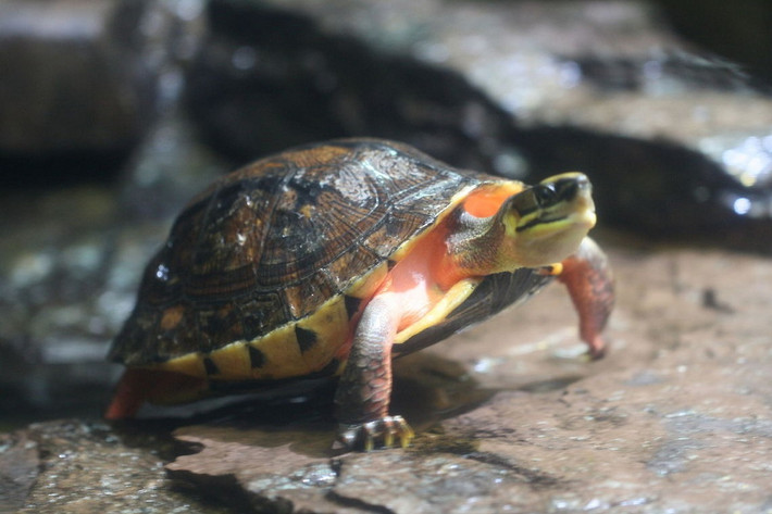 Rùa hộp ba vạch, còn gọi là rùa vàng (Cuora trifasciata). Họ: Rùa đầm (Geoemydidae). Kích thước: Dài 25 cm. Khu vực phân bố: Cao Bằng, Bắc Kạn, Lạng Sơn, núi Tam Đảo, núi Yên Tử, Thanh Hoá, Nghệ An, Hà Tĩnh, Quảng Trị, Quảng Nam, Kon Tum, Gia Lai. Tình trạng: Cực kỳ nguy cấp (Sách Đỏ IUCN). Ảnh: JungleDragon.