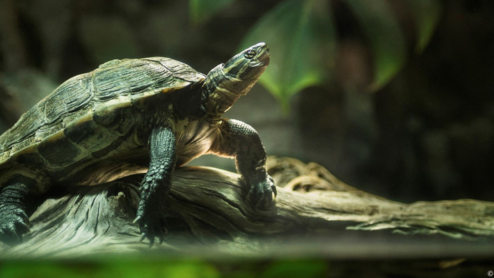 Rùa Trung bộ (Mauremys annamensis). Họ: Rùa đầm (Geoemydidae). Kích thước: Dài 17 cm. Khu vực phân bố: Đà Nẵng, Quảng Nam. Tình trạng: Cực kỳ nguy cấp (Sách Đỏ IUCN). Ảnh: Nordens Ark.