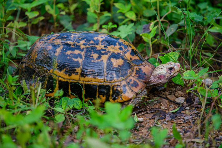 Rùa núi vàng, còn gọi là rùa đá, rùa gối (Indotestudo elongata). Họ: Rùa cạn (Testudinidae). Kích thước: Dài 28 cm. Khu vực phân bố: Lào Cai, Cao Bằng, Hà Giang, Tuyên Quang, Lạng Sơn, Sơn La, Bắc Giang, Hà Tây, Hòa Bình, Quảng Ninh, Thanh Hóa, Nghệ An, Thừa Thiên Huế, Quảng Nam, Kon Tum, Gia Lai, Đắk Lắk, Tây Ninh, Bình Phước, Bình Thuận, Bà Rịa - Vũng Tà. Tình trạng: Cực kỳ nguy cấp (Sách Đỏ IUCN). Ảnh: Thai National Parks.