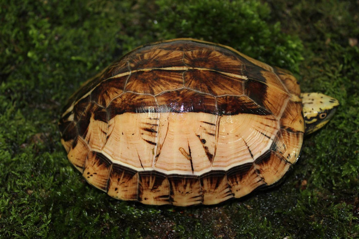 Rùa hộp trán vàng miền Bắc (Cuora galbinifrons). Họ: Rùa đầm (Geoemydidae). Kích thước: Dài 28 cm. Khu vực phân bố: Các tỉnh miền Bắc, kéo dài đến Quảng Bình. Tình trạng: Cực kỳ nguy cấp (Sách Đỏ IUCN). Ảnh: Turtle Sanctuary Conservation Center.