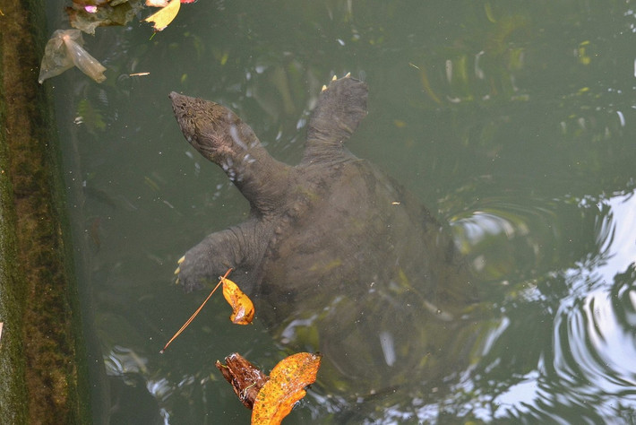 Ba ba Nam bộ (Amyda cartilaginea). Họ: Ba ba (Trionychidae). Kích thước: Dài 83 cm. Khu vực phân bố: Thừa Thiên - Huế, Đắk Lắk, Lâm Đồng, Khánh Hòa, Bình Thuận, Bà Rịa - Vũng Tàu, Bình Phước, Kiên Giang và vùng Nam bộ. Tình trạng: Sắp nguy cấp (Sách Đỏ IUCN). Ảnh: Wikipedia.