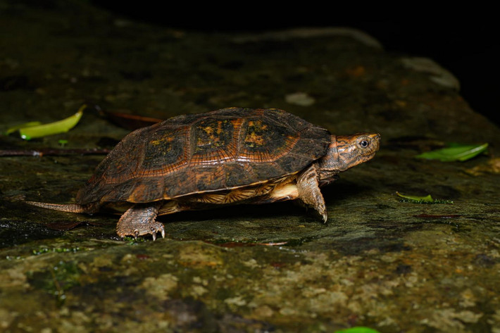 Rùa đất Sêpôn (Cyclemys tcheponensis). Họ: Rùa đầm (Geoemydidae). Kích thước: Dài 22 cm. Khu vực phân bố: Lai Châu (Chà Cang), Hoà Bình (Mai Châu), Hà Tĩnh (Vũ Quang), Quảng Trị, Gia Lai (Sơklang), Đồng Nai (VQG Cát Tiên). Tình trạng: Chưa được đánh giá (Sách Đỏ IUCN). Ảnh: Thai National Parks.