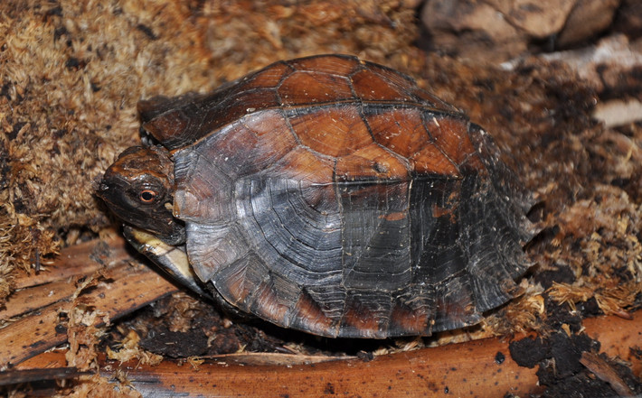 Rùa sa nhân (Cuora mouhotii). Họ: Rùa đầm (Geoemydidae). Kích thước: Dài 18 cm. Khu vực phân bố: Lào Cai (Bảo Hà), Bắc Thái (Thái Nguyên), Vĩnh Phúc (Tam Đảo), Hà Tây (Ba Vì) Hoà Bình, Hà Bắc (cũ), Ninh Bình, Thanh Hoá (Quan Hoá), Nghệ An (Tân Kỳ). Tình trạng: Nguy cấp (Sách Đỏ IUCN). Ảnh: BioLib.cz.