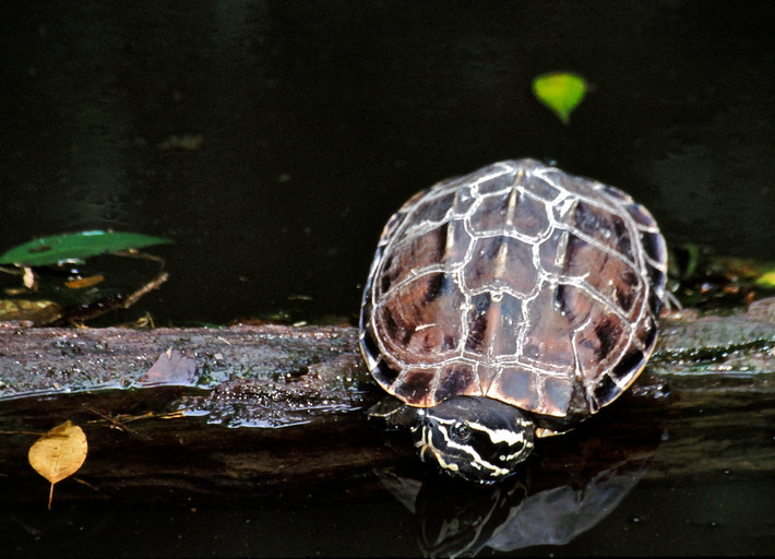 Rùa ba gờ (Malayemys subtrijuga). Họ: Rùa đầm (Geoemydidae). Kích thước: Dài 21 cm. Khu vực phân bố: Đồng Nai, Cần Thơ, Kiên Giang, Cà Mau. Tình trạng: Sắp bị đe dọa (Sách Đỏ IUCN). Ảnh: Wikipedia.