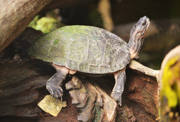 Rùa đất Pulkin, hay rùa dứa sọc (Cyclemys pulchristriata). Họ: Rùa đầm (Geoemydidae). Kích thước: Dài 25 cm. Khu vực phân bố: Có mặt hầu khắp đất nước, từ Bắc vào Nam. Tình trạng: Nguy cấp (Sách Đỏ IUCN). Ảnh: Biolib.cz.