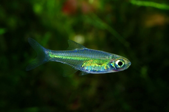 Cá lòng tong neon xanh (Microdevario kubotai). Kích thước: Dài 2 cm. Khu vực phân bố: Myanmar, Thái Lan.