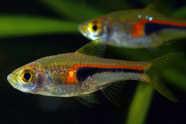 Cá tam giác đăng (Trigonostigma hengeli). Kích thước: Dài 3 cm. Khu vực phân bố: Indonesia, Singapore.