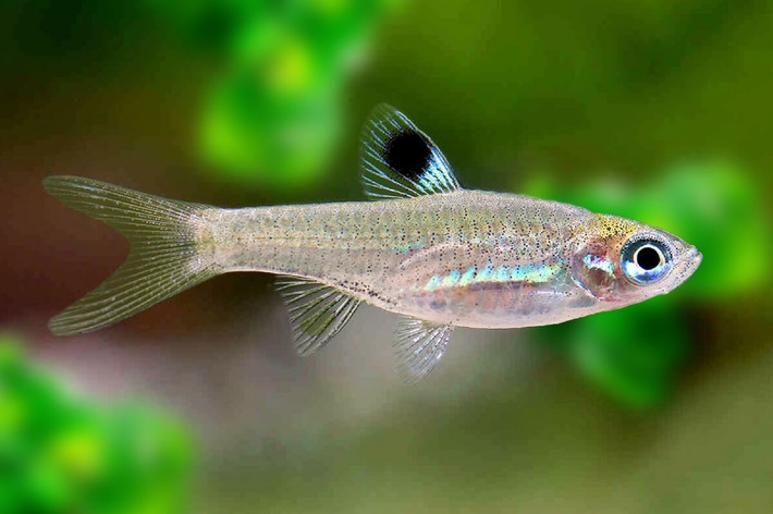 Cá lòng tong mắt ngọc lục bảo (Brevibora dorsiocellata). Kích thước: Dài 3,5 cm. Khu vực phân bố: Indonesia, Malaysia, Thái Lan.