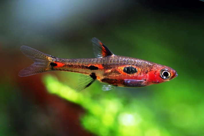 Cá trâm đỏ (Boraras merah). Kích thước: Dài 2 cm. Khu vực phân bố: Indonesia.