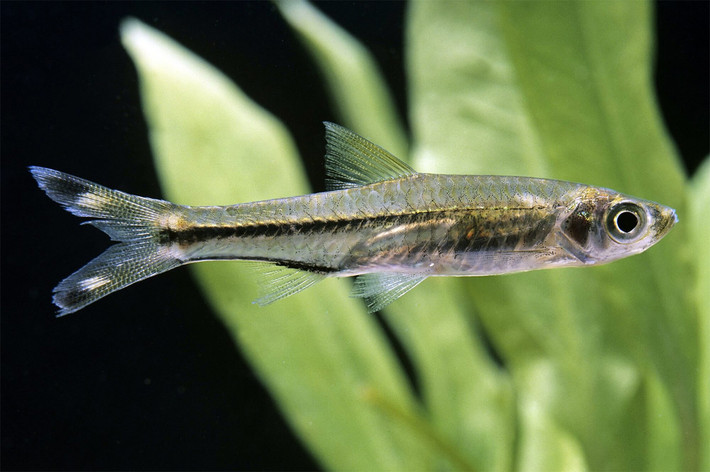 Cá lòng tong đuôi kéo (Rasbora trilineata). Kích thước: Dài 15 cm. Khu vực phân bố: Campuchia, Lào, Malaysia, Thái Lan.