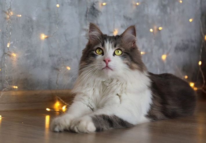 Giống mèo Ragamuffin là một biến thể của giống mèo Ragdoll, được công nhận như một giống riêng biệt vào năm 1994. Chúng có tính cách thân thiện và bộ lông dày giống thỏ.