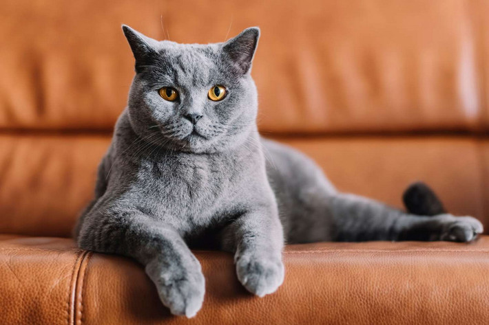 Chartreux là một giống mèo quý hiếm của Pháp. Chúng có cơ thể vạm vỡ với các chi tương đối ngắn, màu lông xám đặc trưng.