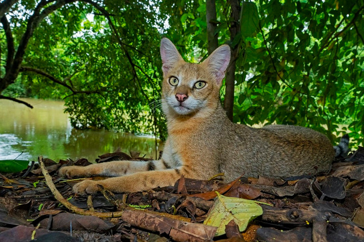 Mèo ri (Felis chaus), còn được gọi là mèo sậy hay mèo đầm lầy là một trong những loài mèo hoang dã sinh sống ở Việt Nam. Ảnh: RoundGlass Sustain.