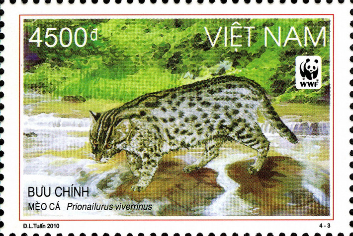 Ở Việt Nam có một loài mèo rất giỏi bơi lội và bắt cá. Đó là mèo cá (tên khoa học Prionailurus viverrinus), một loài mèo hoang dã cỡ vừa trong họ Mèo.
