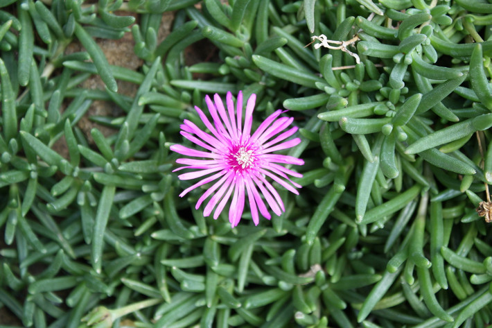 Chi Lampranthus gồm các loài cây cao khoảng 4 cm, mọc ở vùng bán hoang mạc gần bờ biển Nam Phi. Có hoa mọc dày đặc với màu sắc rực rỡ, chúng là cây cảnh khá phổ biến trên thế giới.