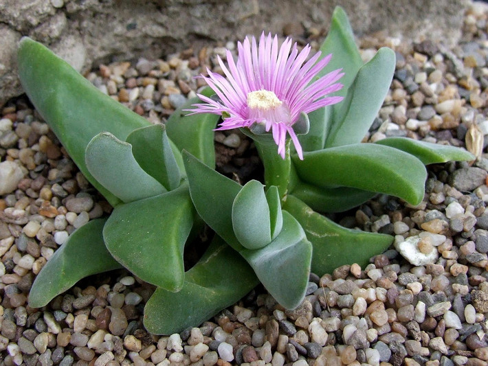 Gibbaeum velutinum cao 8 cm, thường mọc thành thảm ở vùng bán hoang mạc Nam Phi. Các cặp lá của loài cây này trông như chiếc móng vuốt, nối liền với nhau ở gốc.