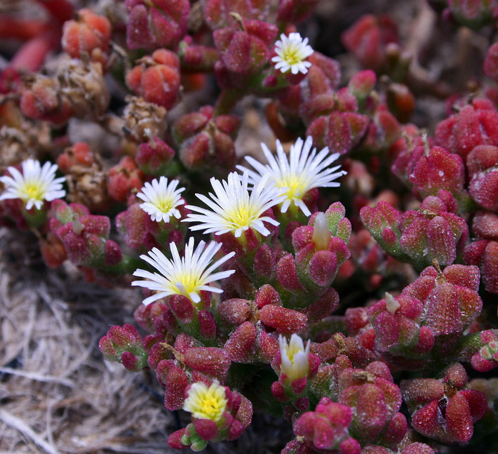 Giọt băng (Mesembryanthemum crystallinum) cao 1 cm, mọc trên đất mặn ở nhiều vùng thuộc châu Phi, châu Âu và Tây Á. Mặt ngoài lá của loài cây này có những hạt óng ánh nhỏ xíu như băng tuyết bao phủ.