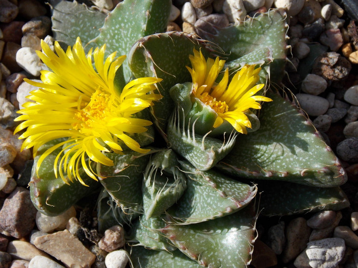 Hàm cọp (Faucaria tuberculosa) cao 2,5 cm, là thực vật bản địa ở các vùng bán hoang mạc Nam Phi. Loài cây mọng nước này có lá trông giống cái miệng ngoác rộng với những chiếc răng nhọn.