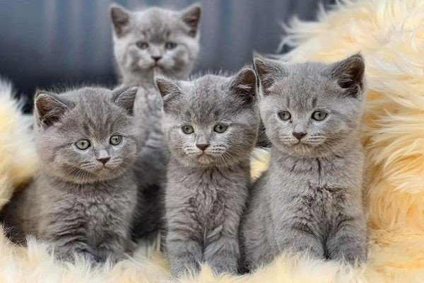 Trong quá trình giao lưu văn hoá với Trung Hoa, ở Việt Nam hình ảnh con mèo thân thuộc đã thay thế cho con thỏ bởi điều kiện tiếp thu có biến động từ ngôn ngữ đến hình ảnh trong 12 con giáp.