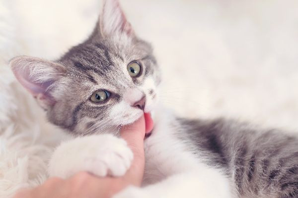 Cho tới nay, tiêm vắc-xin phòng dại vẫn là biện pháp duy nhất để chữa căn bệnh này nếu bị động vật mang bệnh dại cắn phải.