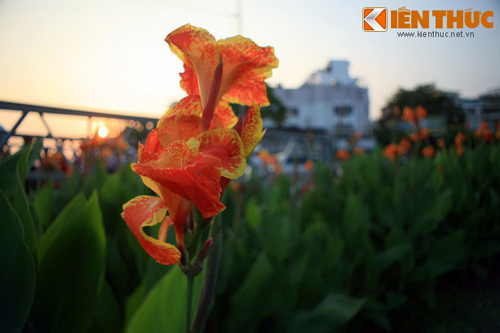 Vẻ rực rỡ như ngọn lửa của hoa huệ chuối.