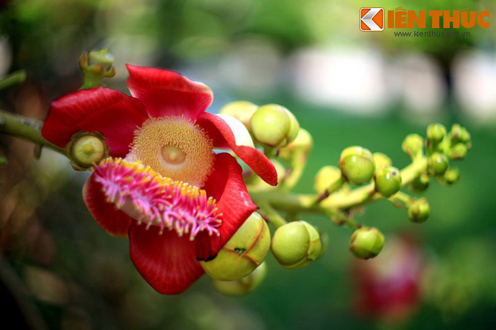 Loài hoa này có một mùi thơm đặc trưng, có thể ngửi thấy từ khá xa.