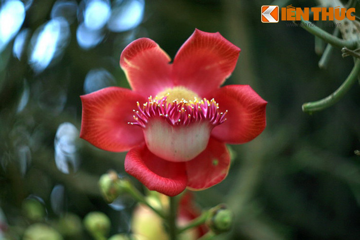 Mỗi bông hoa có kích thước khá lớn, cánh hoa màu đỏ tươi, có hình dáng rất giống với những chiếc đầu lân.