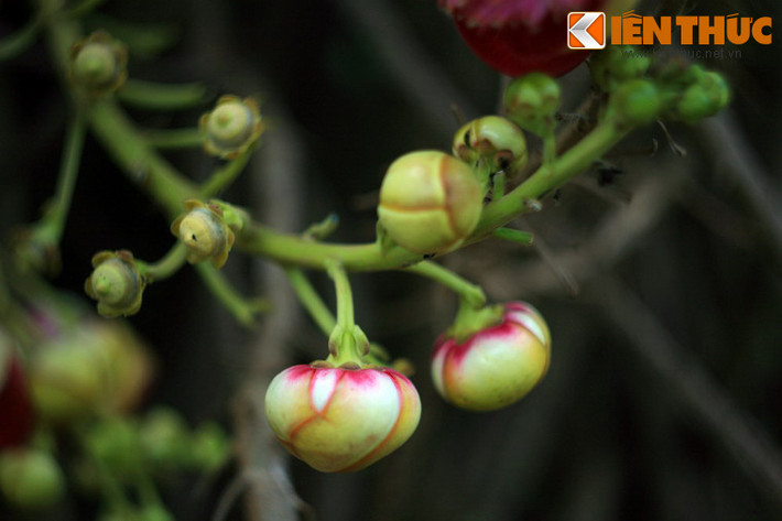 Nụ hoa đầu lân thoạt nhìn khá giống nụ hải đường.