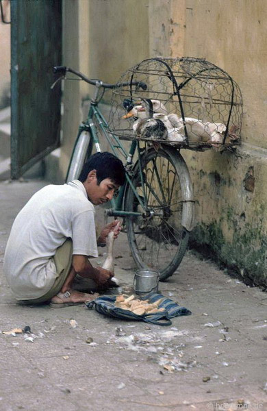 Một người đàn ông đang "nhồi" vịt bằng bánh đúc bằng bột để "tăng trọng" trước khi đem ra chợ bán.