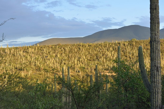 9. Thung lũng Tehuacán-Cuicatlán (Mexico). Thung lũng Tehuacán-Cuicatlán có sự đa dạng sinh học cao nhất Bắc Mỹ với số lượng lớn các cây xương rồng khổng lồ đang bị đe dọa tuyệt chủng. Ngoài ra nơi này còn có nhiều di tích khảo cổ học quan trọng.