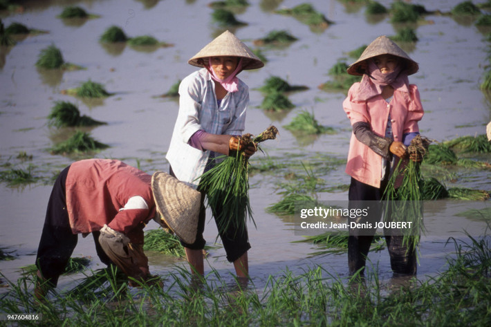 Người nông dân miền Tây Nam Bộ cấy lúa trên đồng.
