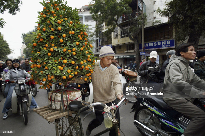 Một thanh niên vận chuyển cây quất bằng xe đạp trên phố Hai Bà Trưng, Hà Nội dịp giáp Tết Nguyên đán Giáp Thân, năm 2004. Ảnh: Paula Bronstein / Getty Images.