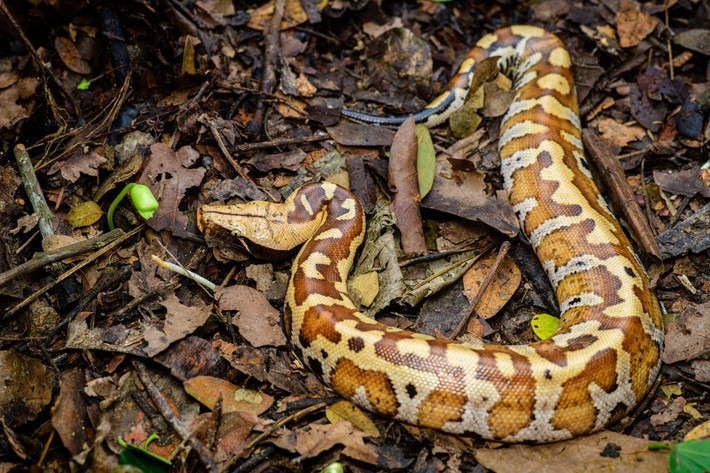 Sinh sống trong rừng rậm ở khu vực Đông Nam Bộ, trăn cộc (Python brongersmai) là một loài bò sát rất độc đáo và quý hiếm của Việt Nam. Ảnh: Thai National Parks.