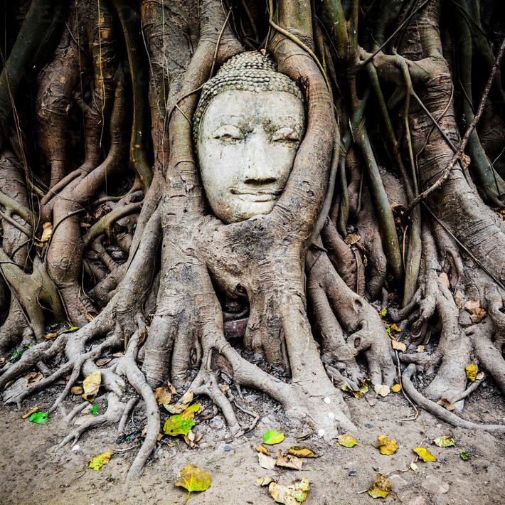 Ngày nay, chùa Wat Phra Mahathat là một công trình quan trọng trong Di sản thế giới Công viên lịch sử Ayutthaya của Thái Lan. Bên cạnh các phế tích kiến trúc, đầu tượng Phật trong thân cây là một điểm nhấn đặc biệt ở nơi đây. Ảnh: Westend61.